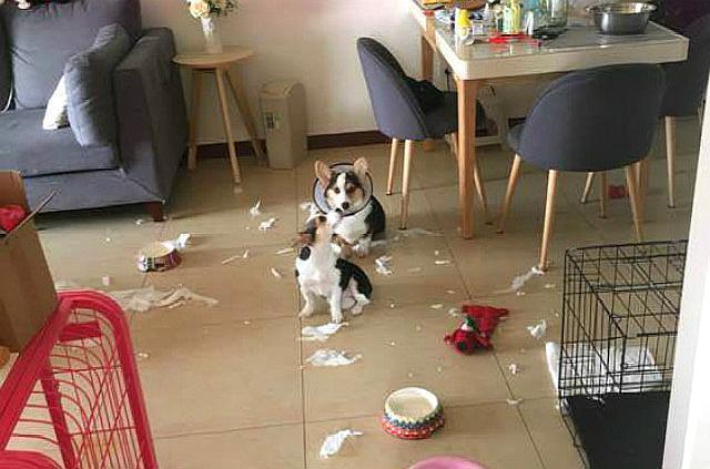 为什么养柯基的人少，原因有5个，腿短算一个