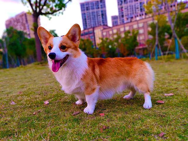 为什么养柯基的人少，原因有5个，腿短算一个