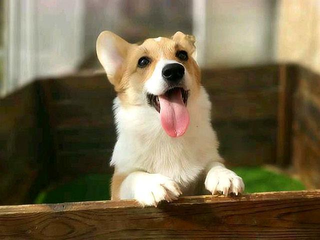 为什么养柯基的人少，原因有5个，腿短算一个