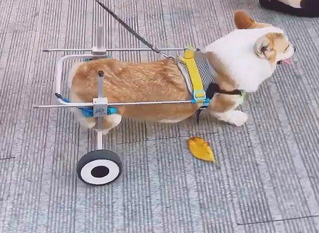 为什么养柯基的人少，原因有5个，腿短算一个