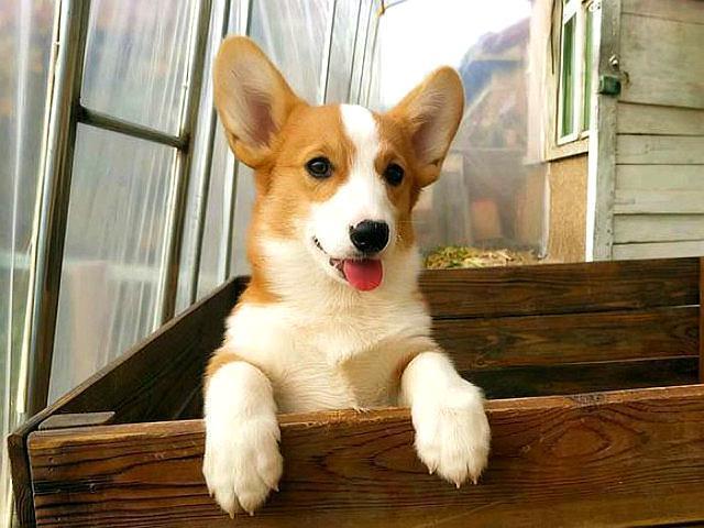 为什么养柯基的人少，原因有5个，腿短算一个