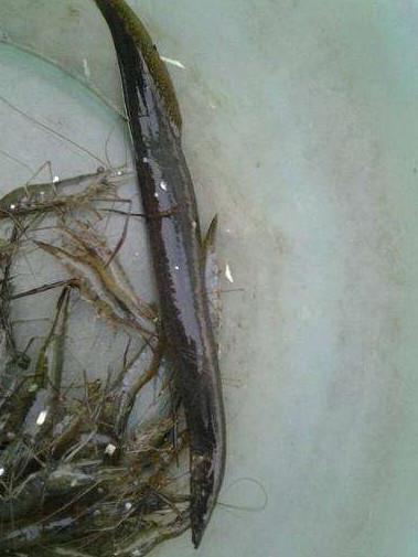 农村小河沟的3种野味,第1种卖到上百块1斤,第3种很凶爱咬人