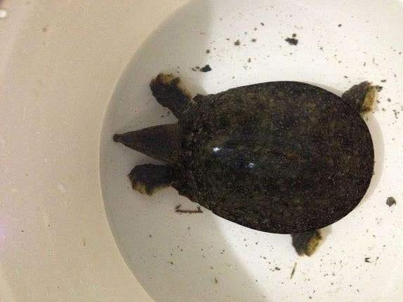 农村小河沟的3种野味,第1种卖到上百块1斤,第3种很凶爱咬人