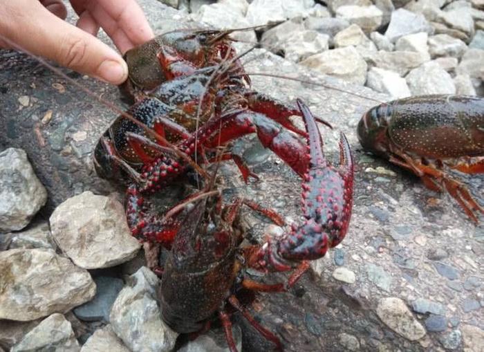 农村小河沟的3种野味,第1种卖到上百块1斤,第3种很凶爱咬人