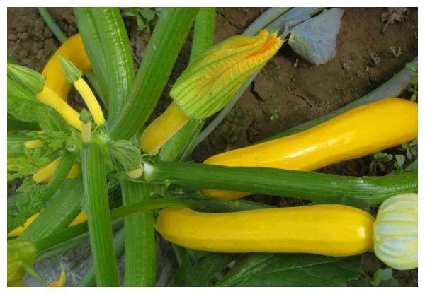 农村的致富法宝，“香蕉西葫芦”横空出世，一斤售价仅8元