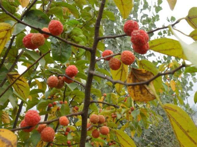 农村一种野荔枝，其树芯含“金”，100年成材，别再当柴砍了