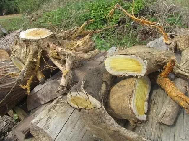 农村一种野荔枝，其树芯含“金”，100年成材，别再当柴砍了