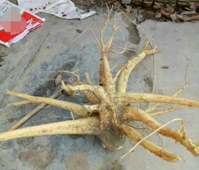 农村一种野荔枝，其树芯含“金”，100年成材，别再当柴砍了