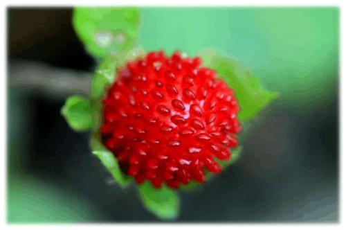 农村长出来的“草莓”，老人都说“爬过蛇”不能吃，现在是稀罕货