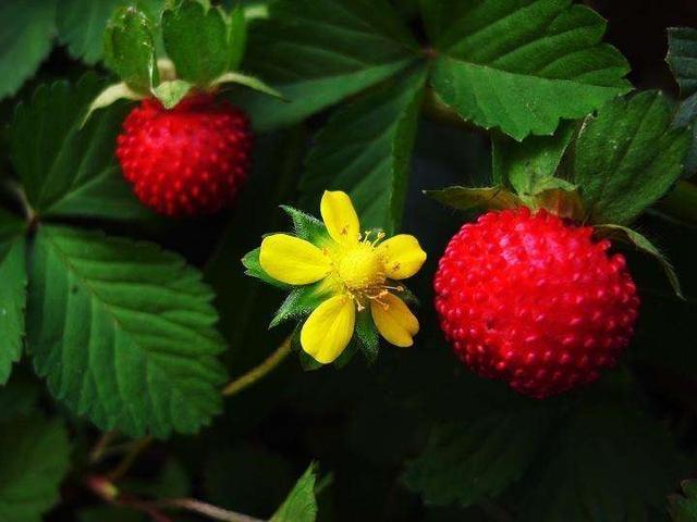 农村长出来的“草莓”，老人都说“爬过蛇”不能吃，现在是稀罕货