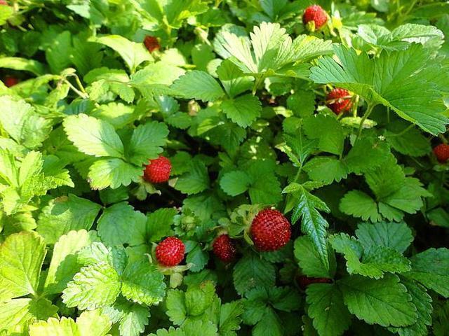 农村长出来的“草莓”，老人都说“爬过蛇”不能吃，现在是稀罕货