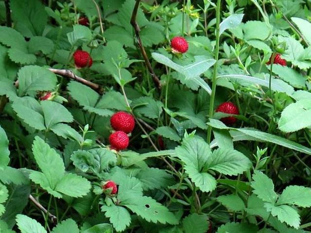 农村长出来的“草莓”，老人都说“爬过蛇”不能吃，现在是稀罕货