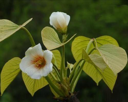 农村常见的油桐树有什么作用？说出来你可能不信！知道吗？