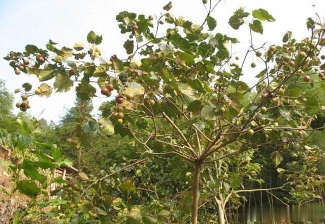 农村常见的油桐树有什么作用？说出来你可能不信！知道吗？