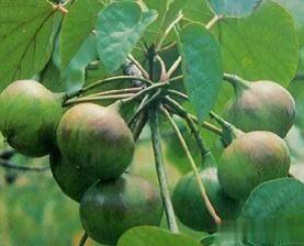 农村常见的油桐树有什么作用？说出来你可能不信！知道吗？