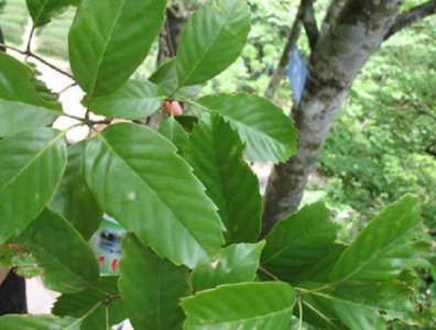 ​农村这种树千万别当柴火烧，如今全身是宝贝，市场价格非常昂贵