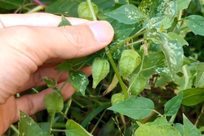 农村这种野果叫“姑娘”，以前不花钱多到吃不完，现在一斤十几元