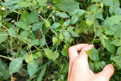 ​农村这种野果叫“姑娘”，以前不花钱多到吃不完，现在一斤十几元