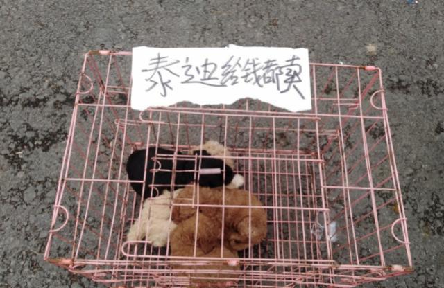 农村狗市生意火爆，小土狗10元一只，泰迪价格令人意想不到
