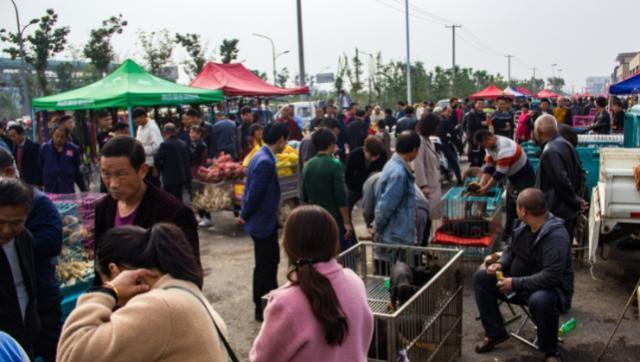 农村狗市生意火爆，小土狗10元一只，泰迪价格令人意想不到