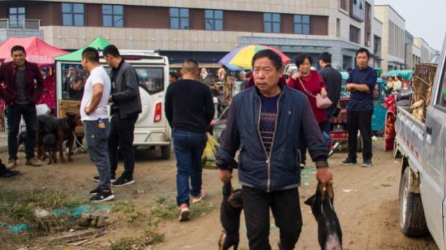 农村狗市生意火爆，小土狗10元一只，泰迪价格令人意想不到