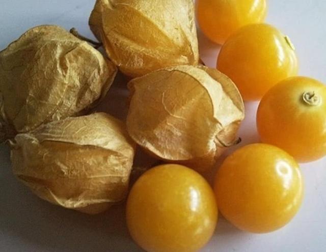 农村一种叫“金姑娘”的野果，以前随处可见，如今有钱也很难买到