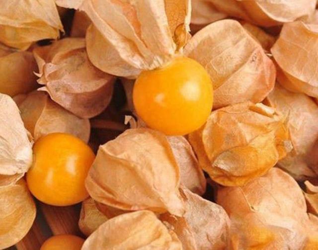 农村一种叫“金姑娘”的野果，以前随处可见，如今有钱也很难买到