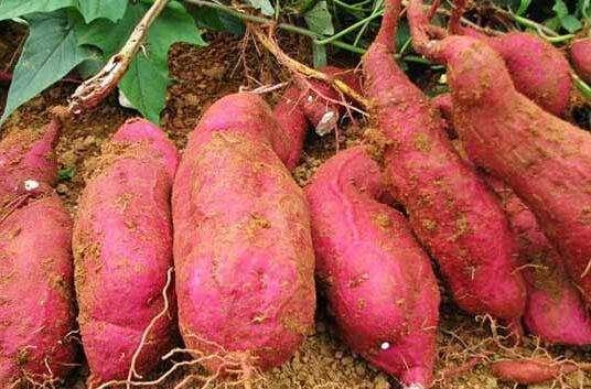 农村的四种“薯”类，能认全的人没有几个，那么你吃过？