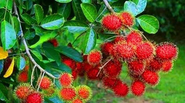 农村一种外表长毛的水果，味道比荔枝好吃，市场上卖30块钱一斤