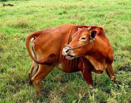 贫穷一阵子、富贵一辈子,四大生肖好运在后头