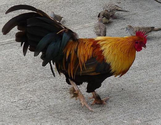 贫穷一阵子、富贵一辈子,四大生肖好运在后头