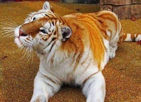 贫穷一阵子、富贵一辈子,四大生肖好运在后头