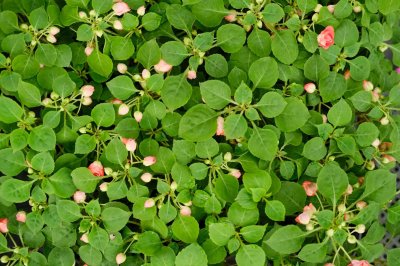 ​凤仙花是什么季节开的，是草本植物还是木本植物