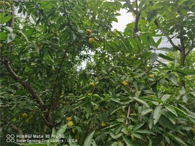 ​核桃树的嫁接技术及后期管理详解