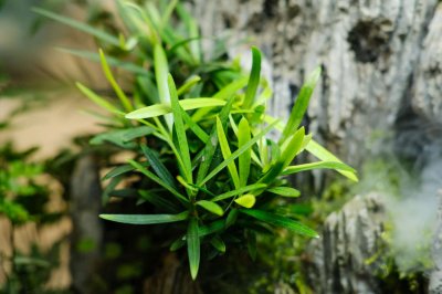 ​罗汉松会开花吗