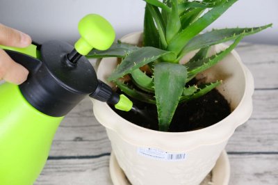 ​盆栽的芦荟可以擦脸吗