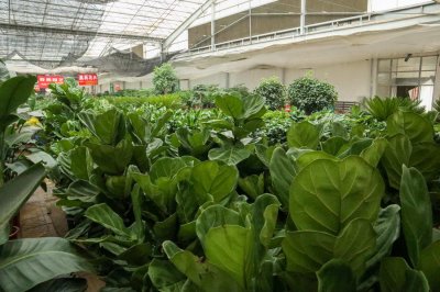 ​琴叶榕怎样掐顶，修剪时间