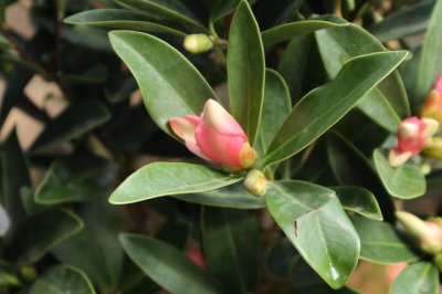 ​山茶花小苗养几年能开花，山茶花小苗怎么养