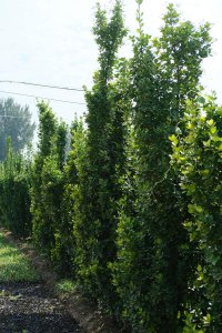 ​黄杨冬季怎么越冬