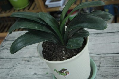 ​君子兰怎么取种繁殖