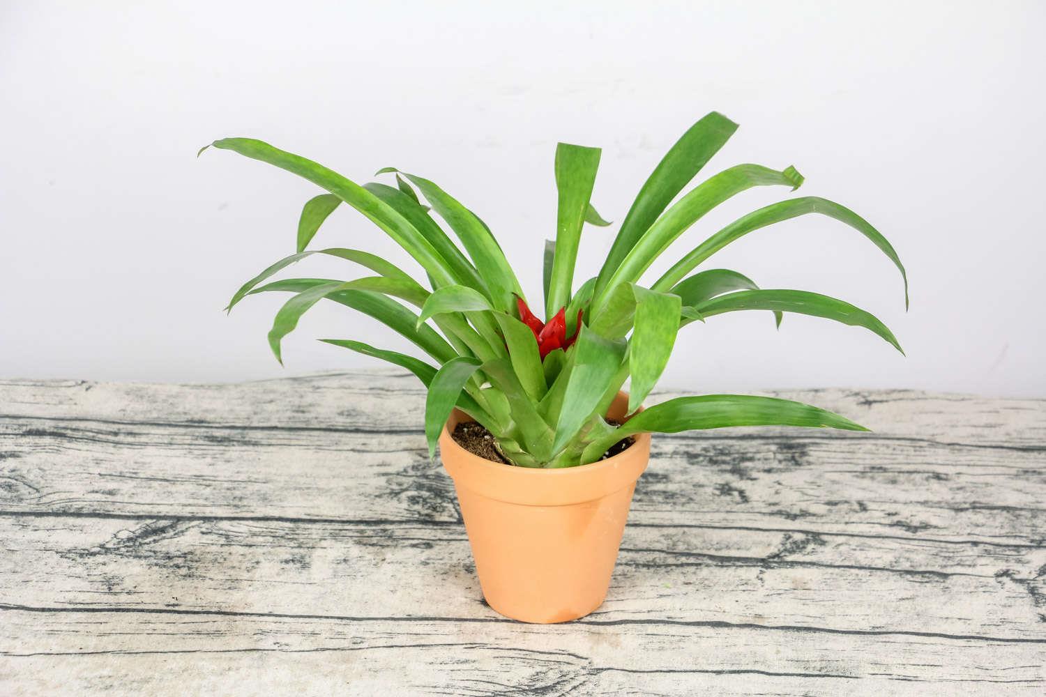 鸿运当头 鸿运当头