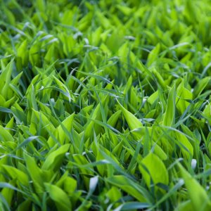 ​铃兰对土壤的要求，其他养护因素有哪些