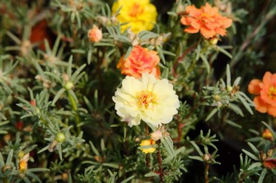 ​太阳花如何修剪，修剪方法图解