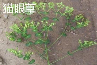 ​猫眼草和猫耳草的区别