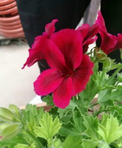 ​天竺葵的花语和寓意，有什么传说故事