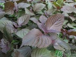 紫苏叶孕妇可以吃吗?孕妇吃紫苏叶的禁忌症