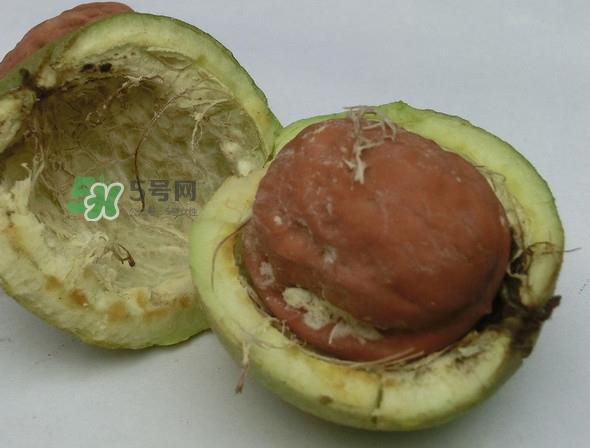 青皮核桃是怎么变成干核桃的?吃核桃为什么有酒味 青皮核桃是怎么变成干核桃的?吃核桃为什么有酒味