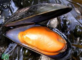 淡菜什么时候最肥？淡菜什么时候吃最好？