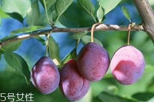 加州西梅的功效与作用 加州西梅怎么吃 加州西梅的功效与作用 加州西梅怎么吃