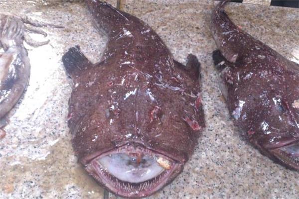 安康鱼哪里有毒 安康鱼哪个部位不能吃 安康鱼哪里有毒 安康鱼哪个部位不能吃